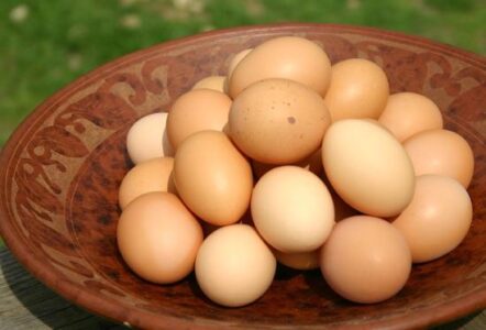 Compost: The Other Prize from the Business End of a Chicken Image